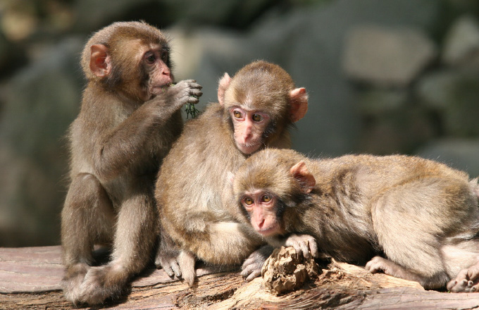 Takasakiyama Natural Animal Park