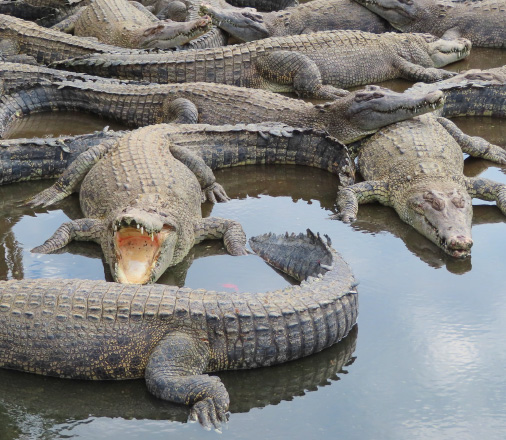 Oniyama Jigoku (The Demon Mountain Hell)