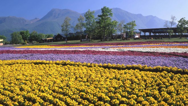 くじゅう花公園